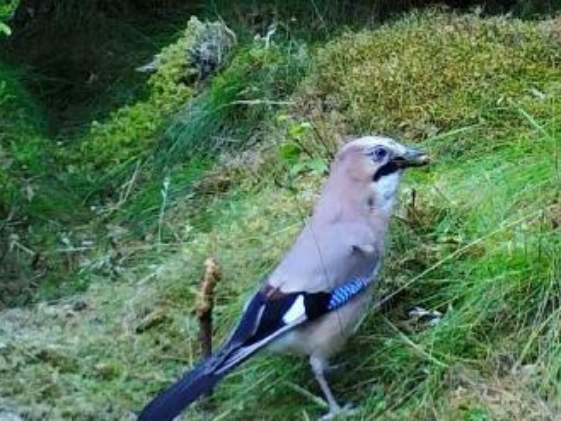 Jay